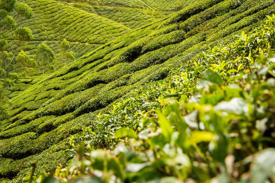 Hillside full of tea bushes